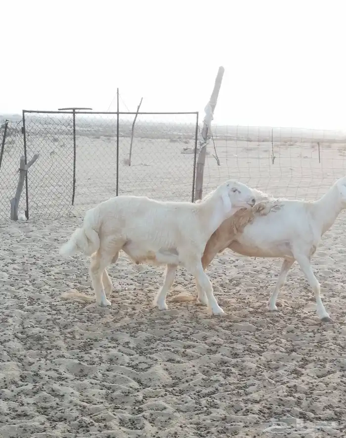 مشروع فحل حري 7
