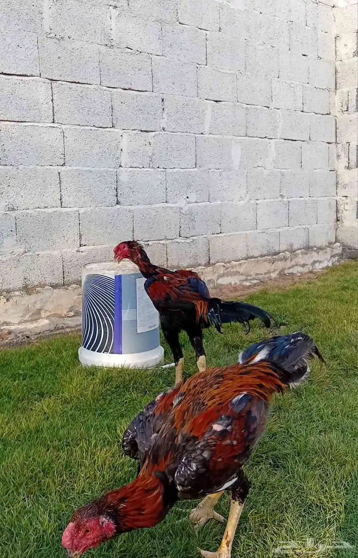 ديك سندي فارسي 6