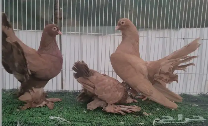 كرنقو ( تم البيع ) 1