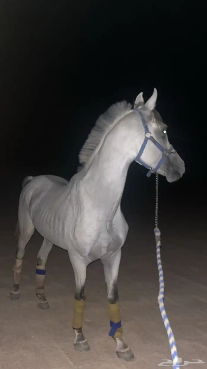 حصان للبيع 3