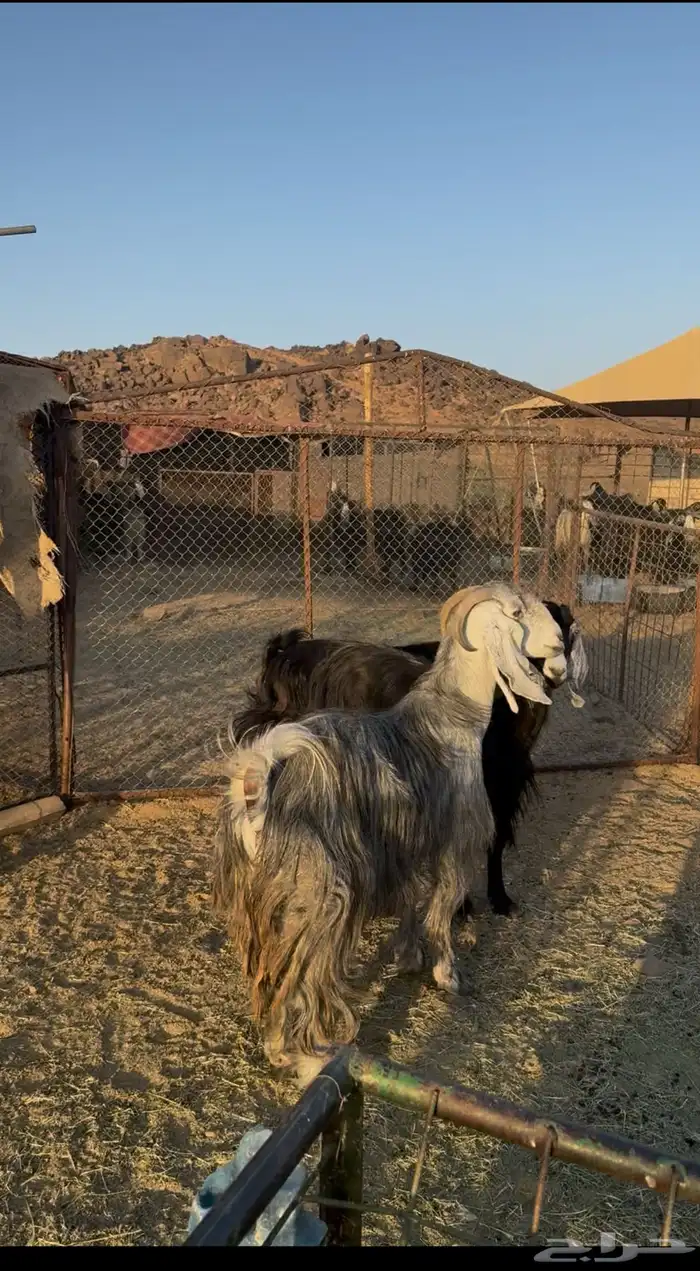 معزا((تم البيع)) 1