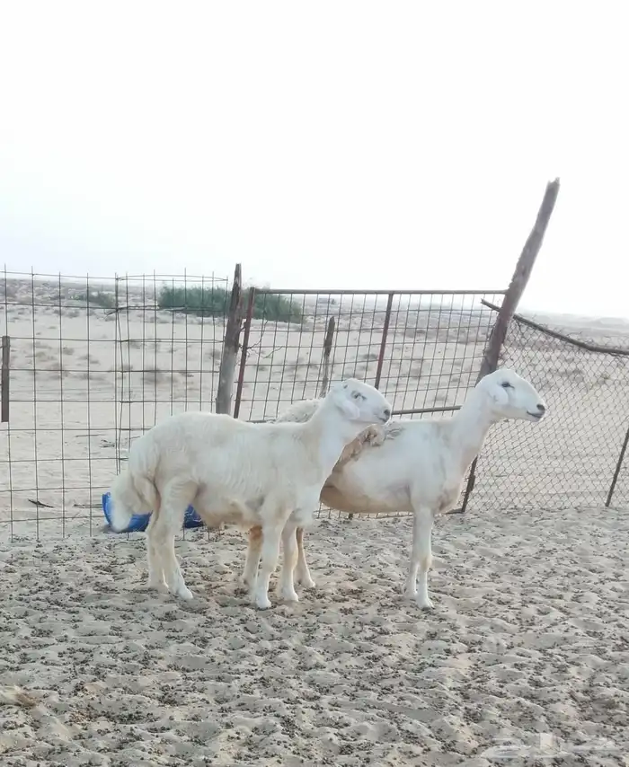 مشروع فحل حري 4