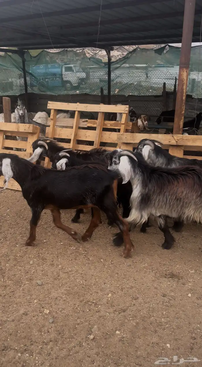 تيوس مخصاء ومقفله شحم العمر فوق سته شهور البيع جمله وتفريد 7