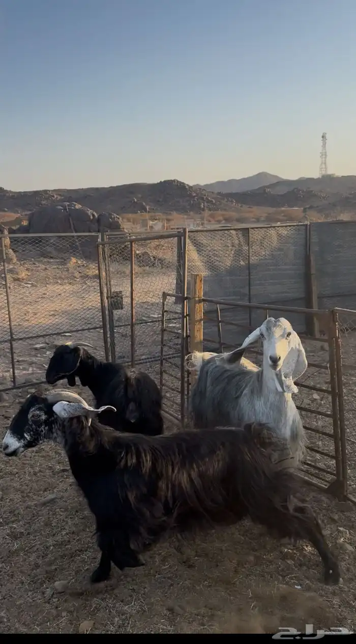 معزا((تم البيع)) 2