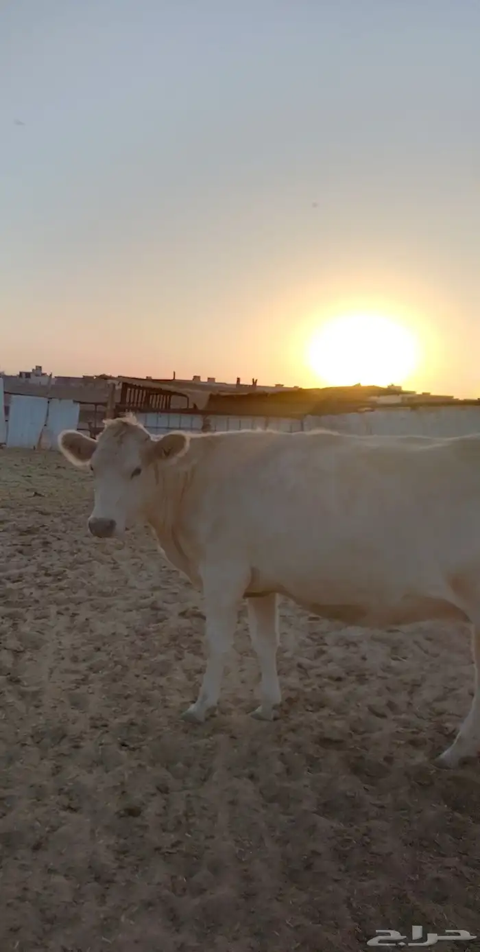 بقر الماني من سلالة بقر الراشد(( البقرة ولدت )) 4