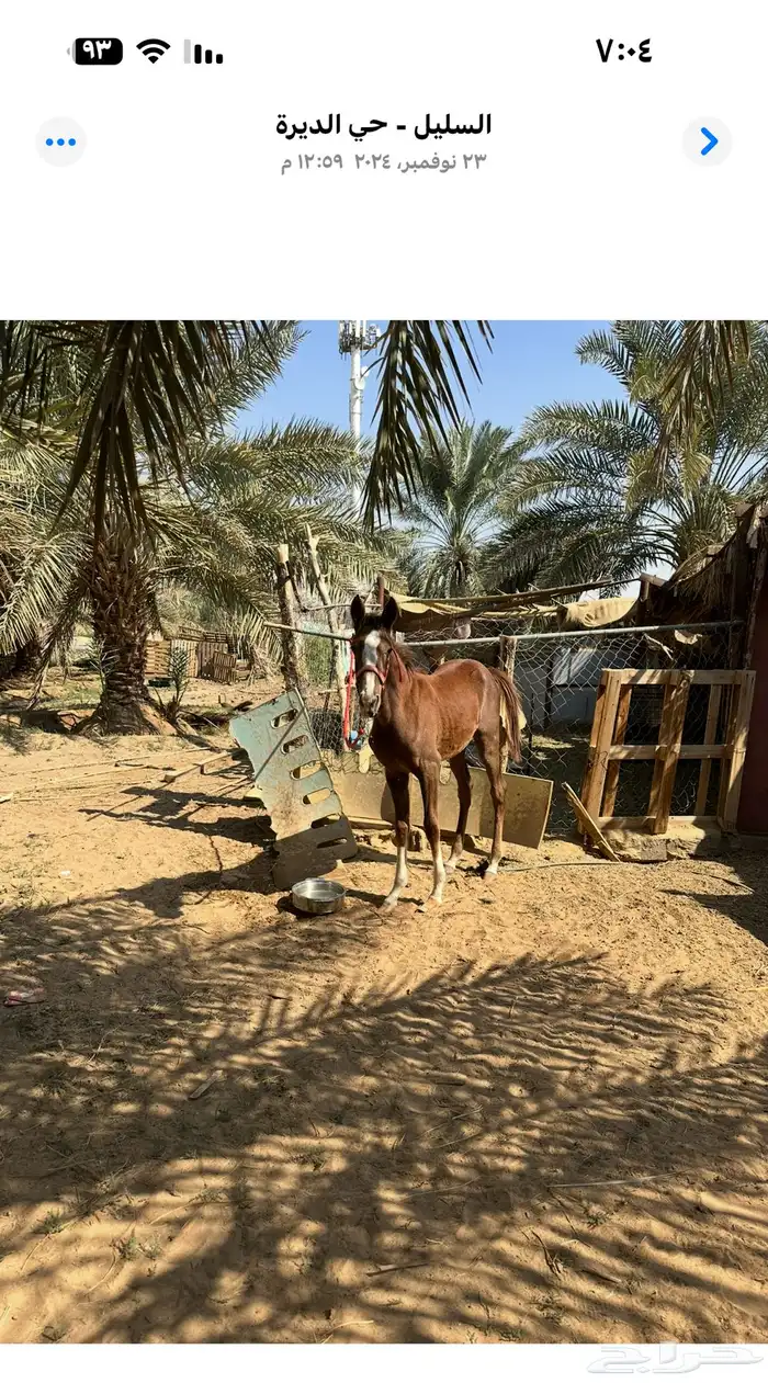 حصان شعبي 0