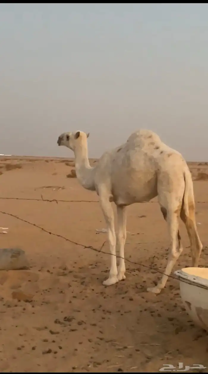 بكره مفروده بنت لقحه للبيع 0
