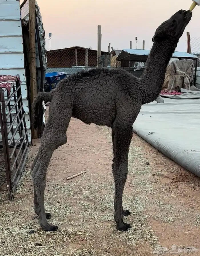 للبيع حوار ضيار 1