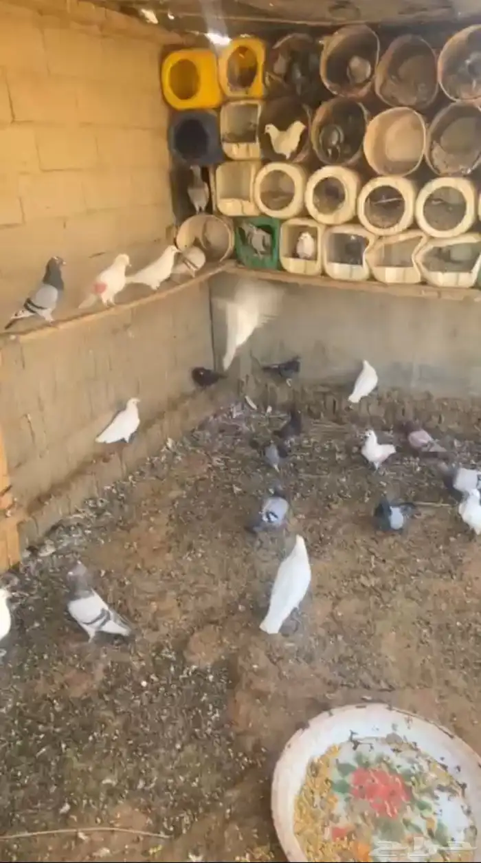 دجاج حمام 0