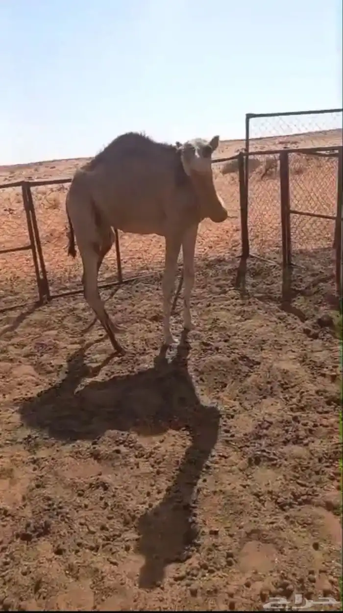 قعود البيع توصل وتساب 3