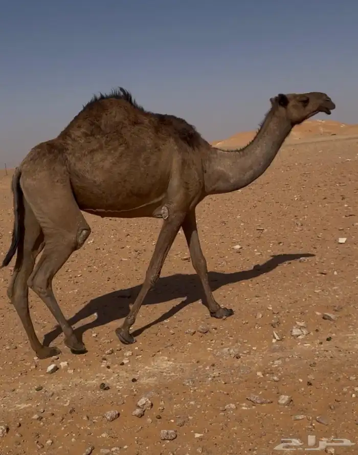 للبيع ناقه صفراء طيبه 1