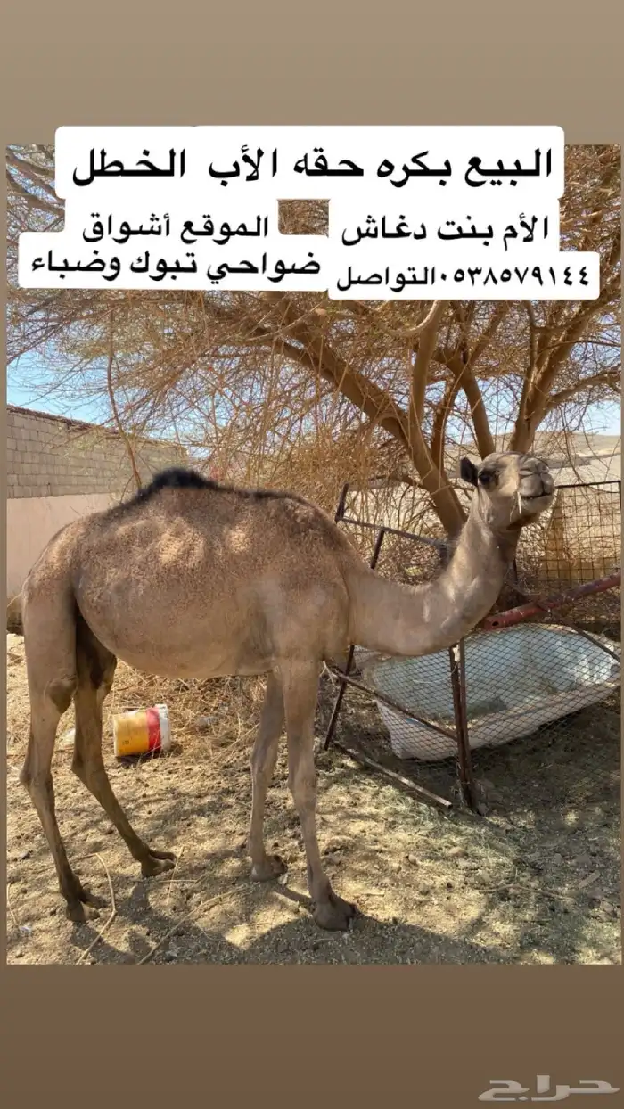 بكره البيع حقه سلاله فل 0