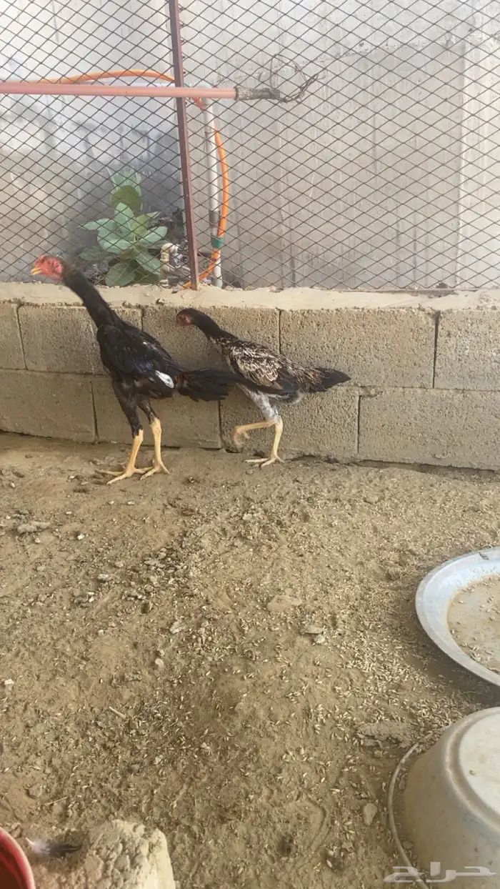 زوج شامو يباني 2