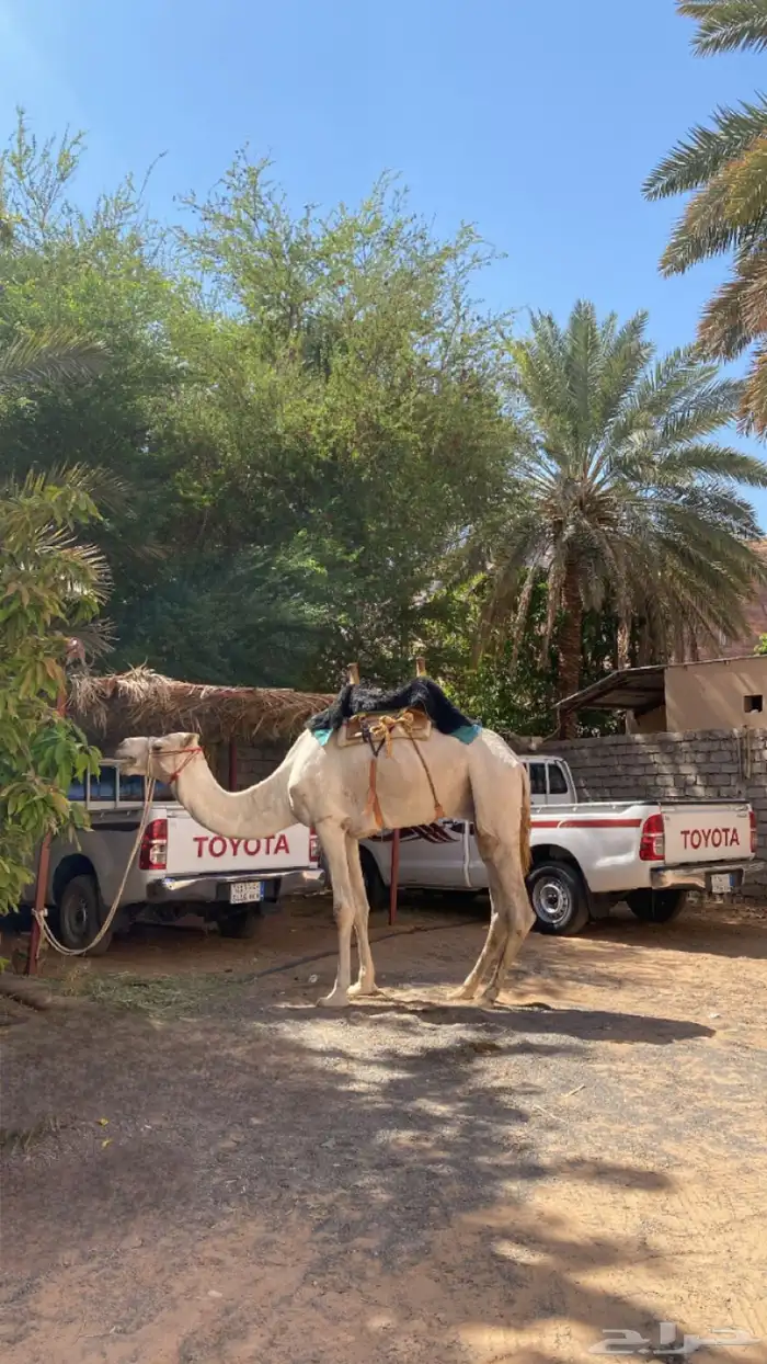 جمل من سحيمات 1