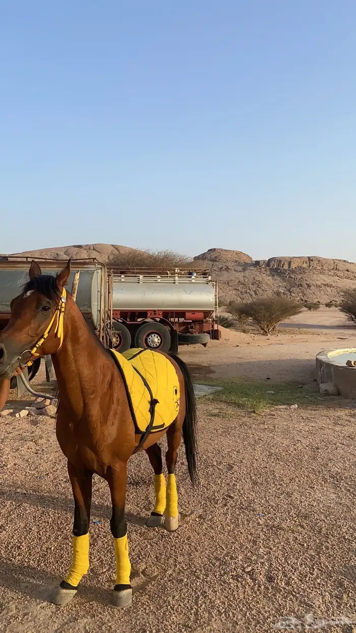 حصان معسوف و على اصوت 4