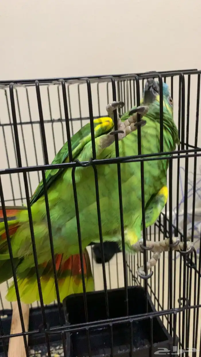 امزوني بلوفرنتد جاكو اليف جدا تم البيع . 3