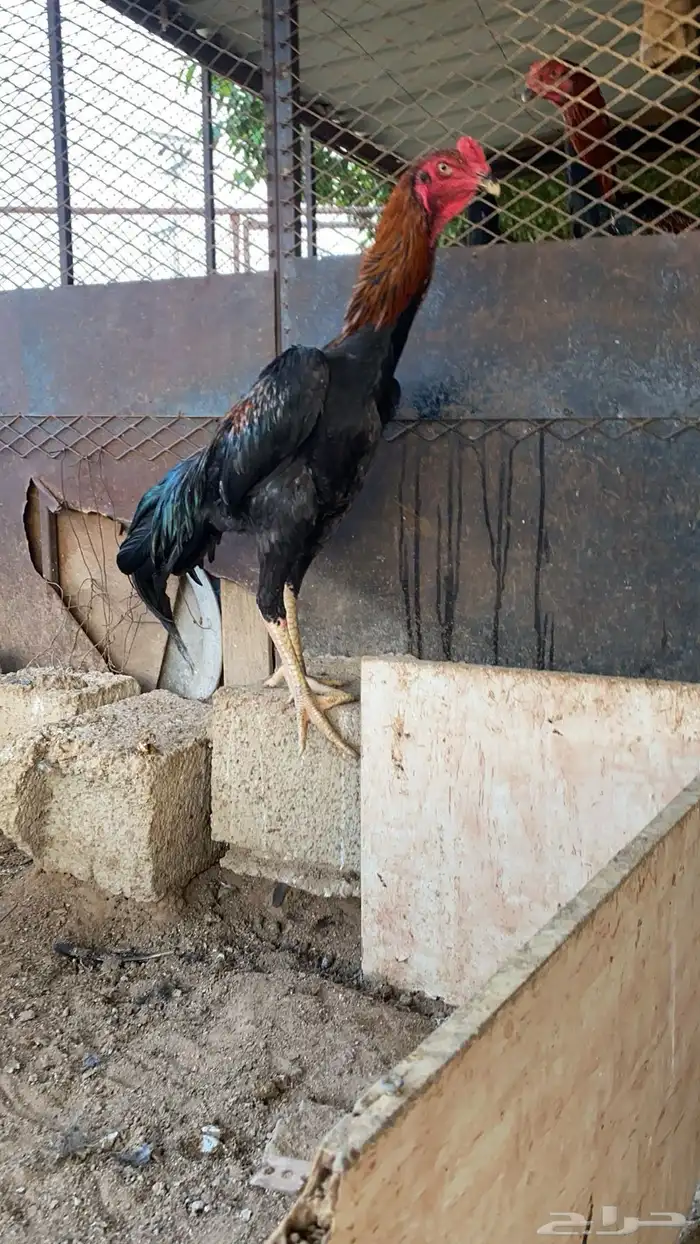 زوج شامو الماني 1