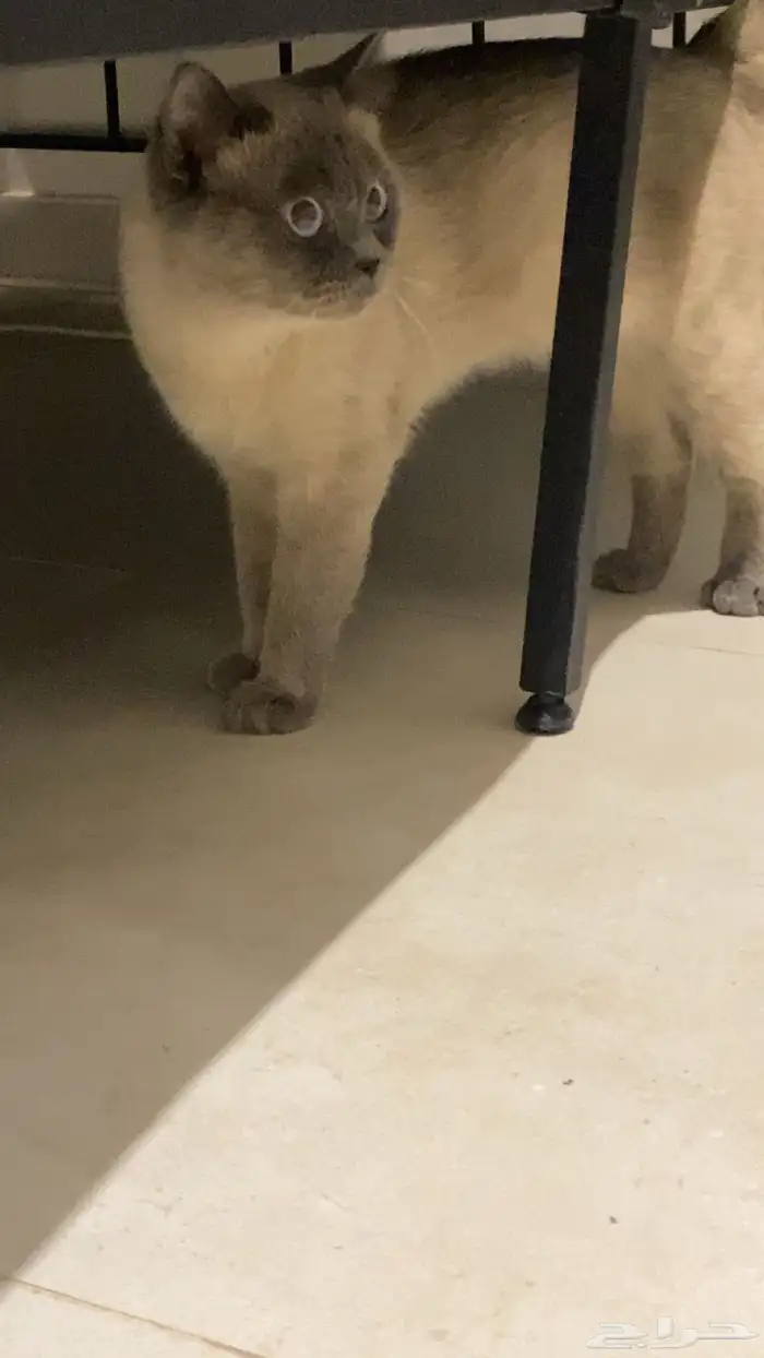 قط هملايا للبيع ذكر 1