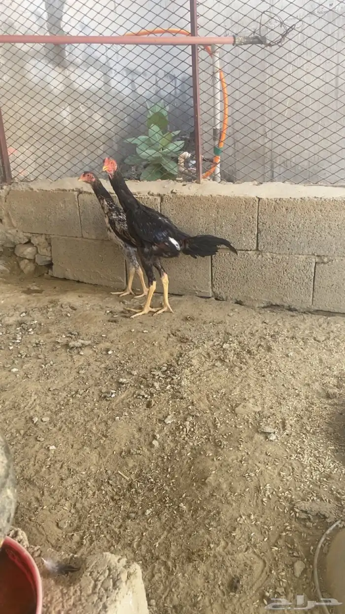 زوج شامو يباني 0