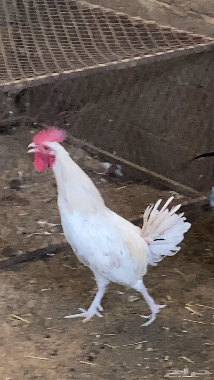 ديك ابيض صك 1