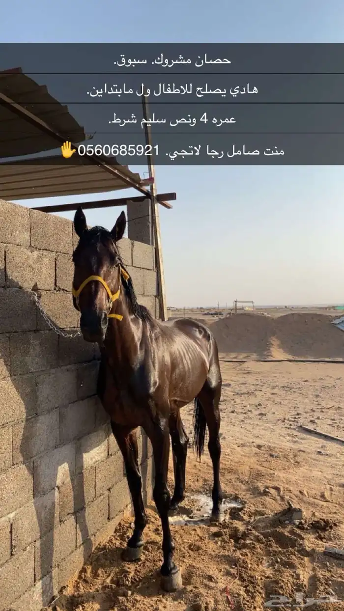 حصان مشروك 0