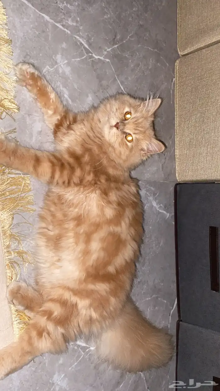 قط شيرازي للتبني 0