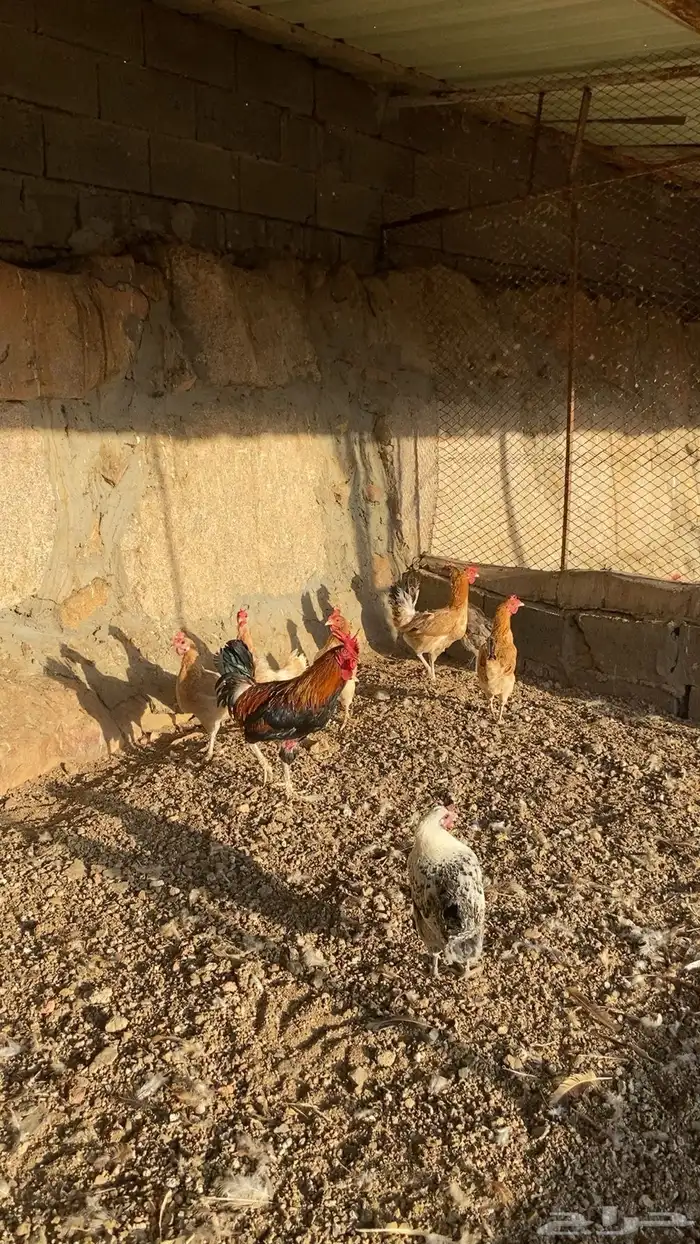 دجاج بلدي 2