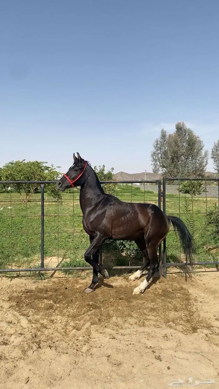 مهر العمر سنتين وأربع شهور 0
