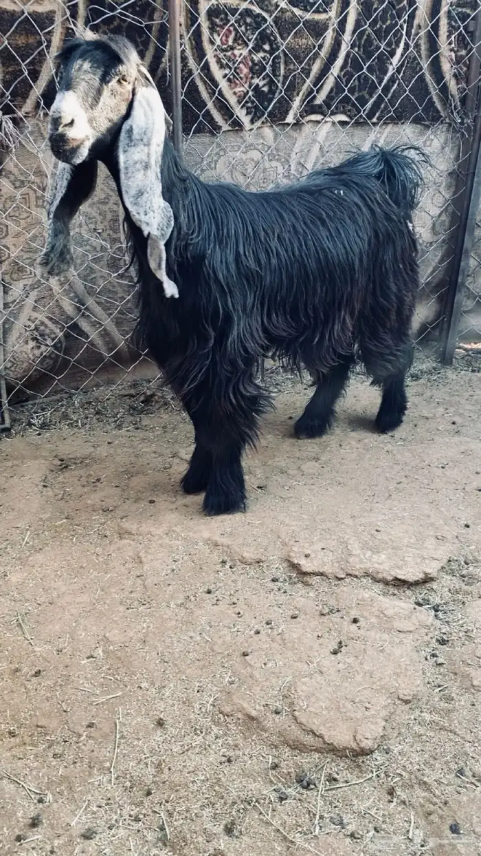 عنز عارضيه صنف 0