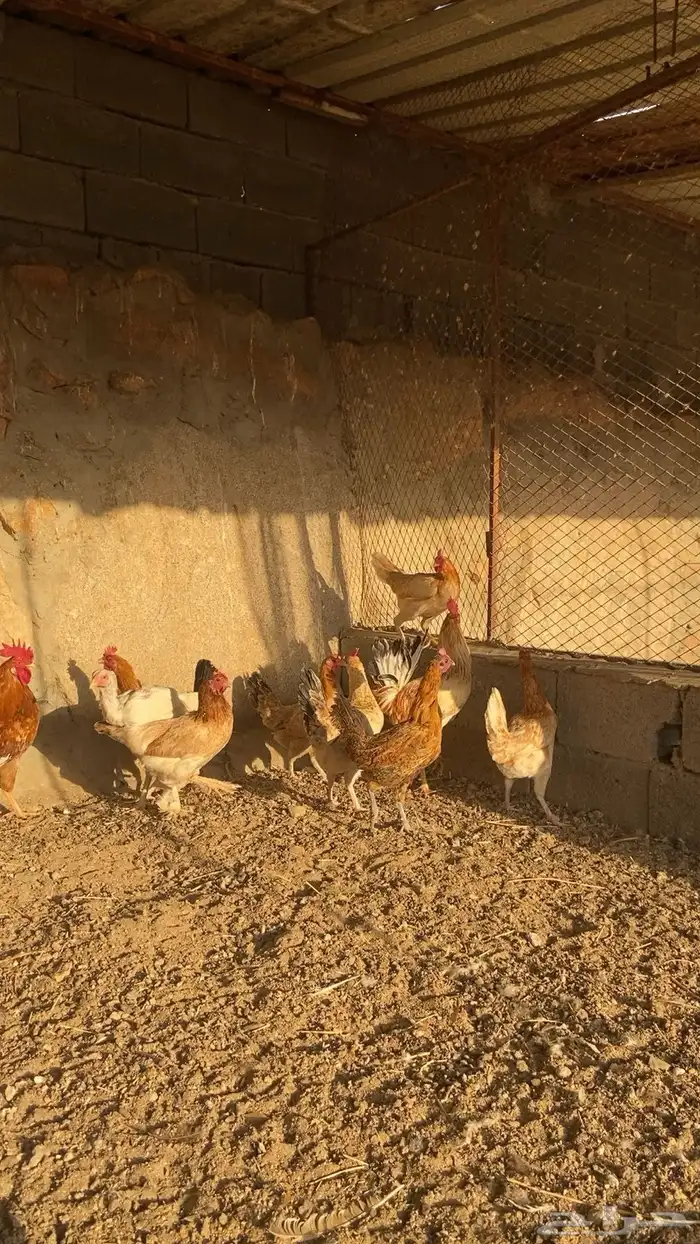 دجاج بلدي 1