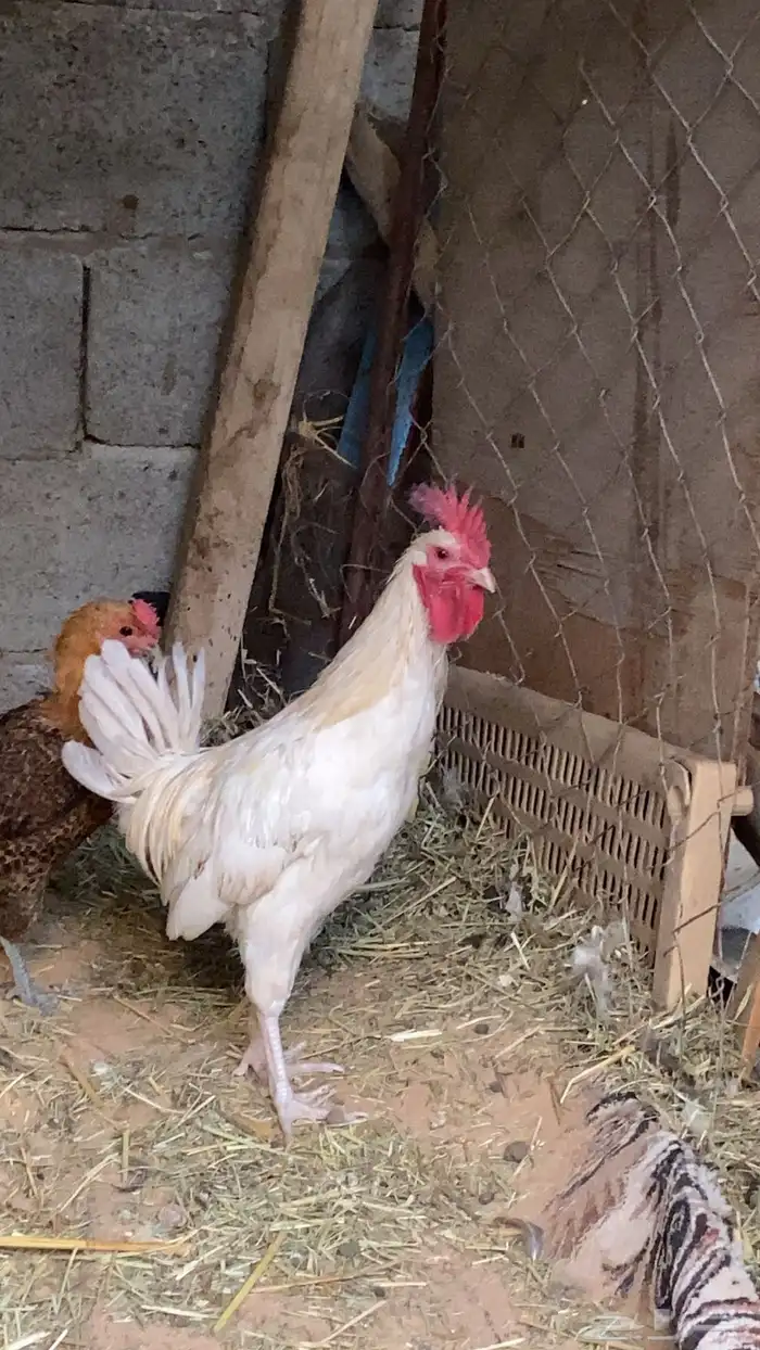 ديك ابيض صك 2