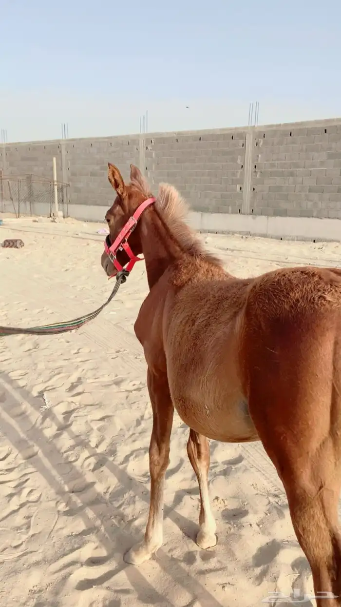 عرض مهره شعبيه للبيع بنت الحازم  لايجي الا الصامل 0