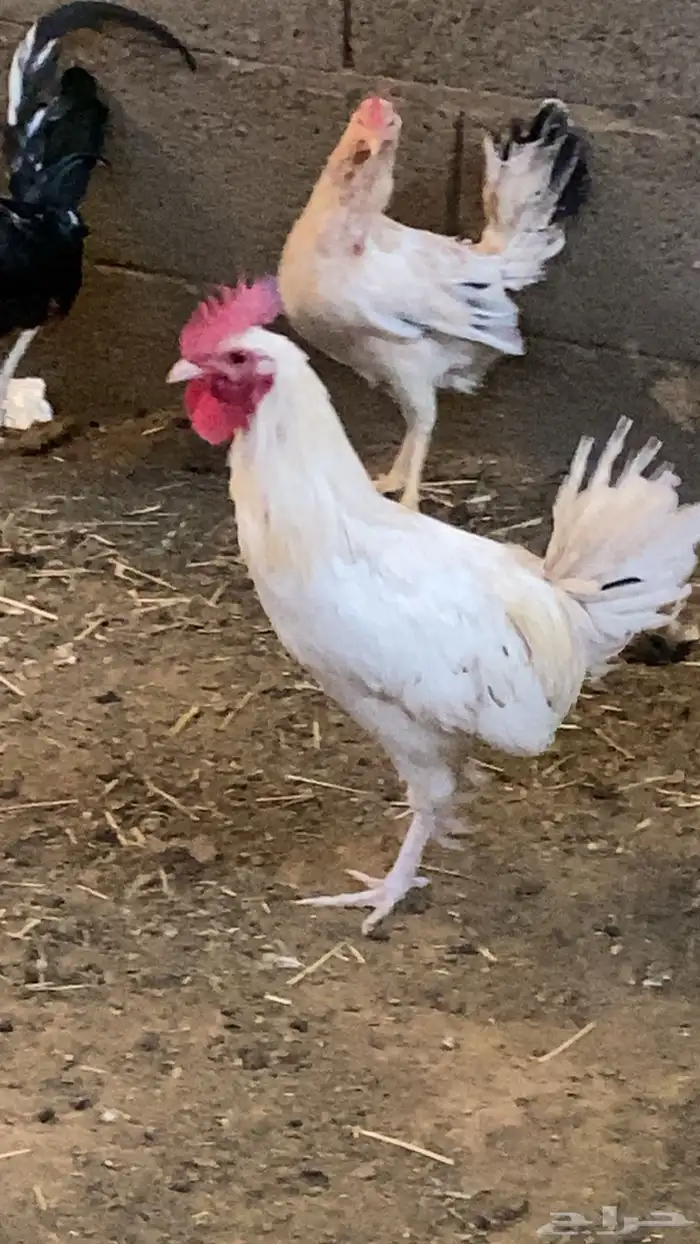 ديك ابيض صك 0