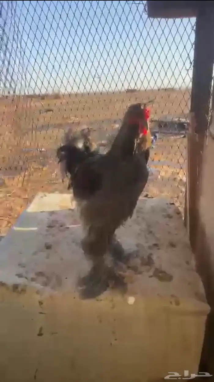 دجاج حمام 4