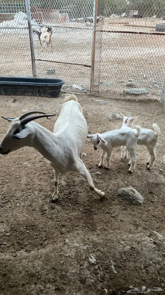 شاة مقنى معها ذكر وأنثى 0