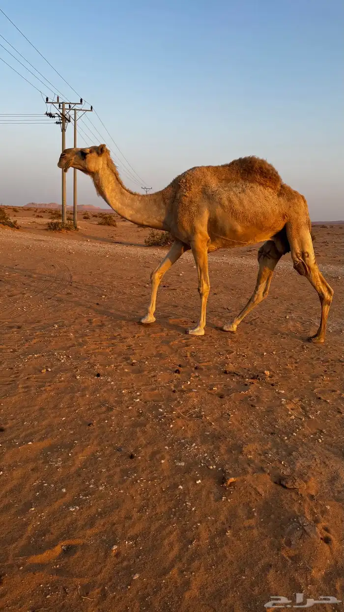 ناقه للبيع 1