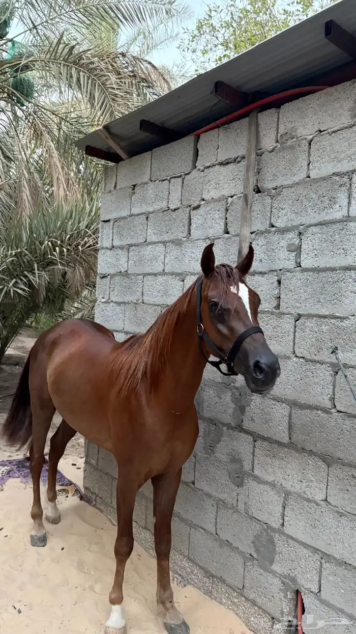 للبيع حصان عمره 3سنوات طوله بالمتر144 6