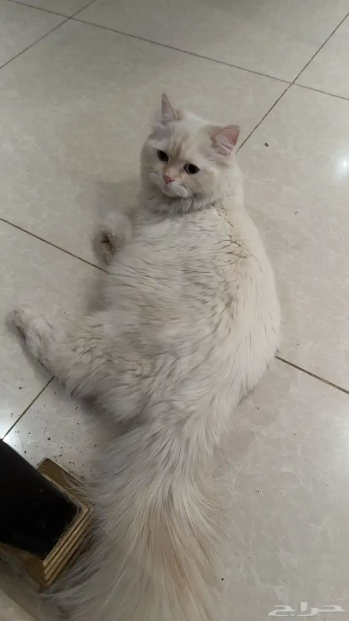 قطط هملايا 8