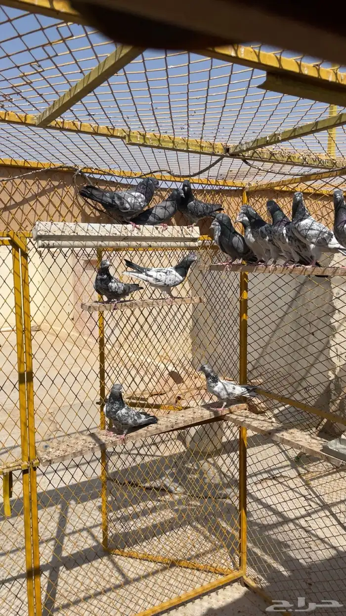 حمام بكستاني 3