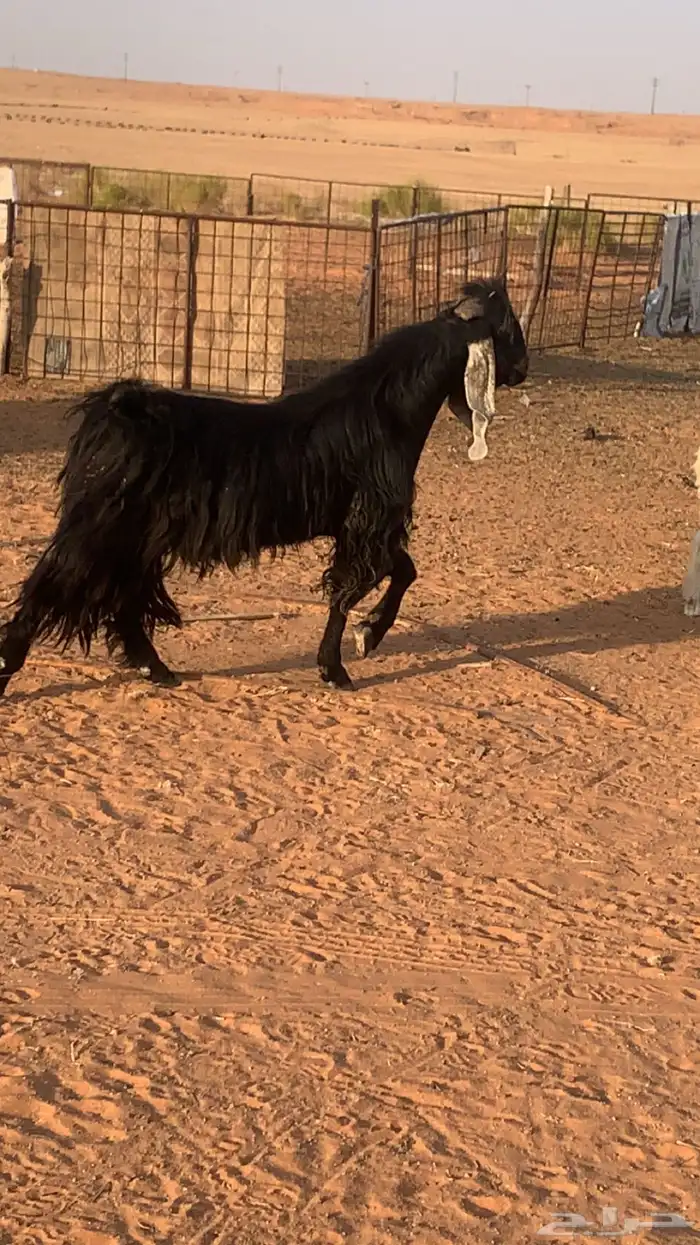 فحال عارضي طيب سنه رباع 0