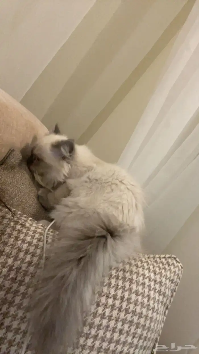 قطه تبني 1