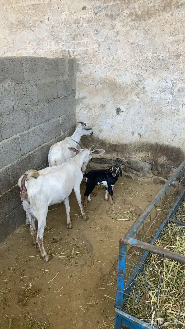 ماعزا بيشيات ربعايات تحتها 3 عنقان 5