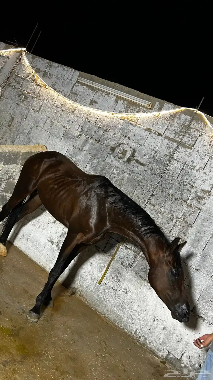 حصان 3