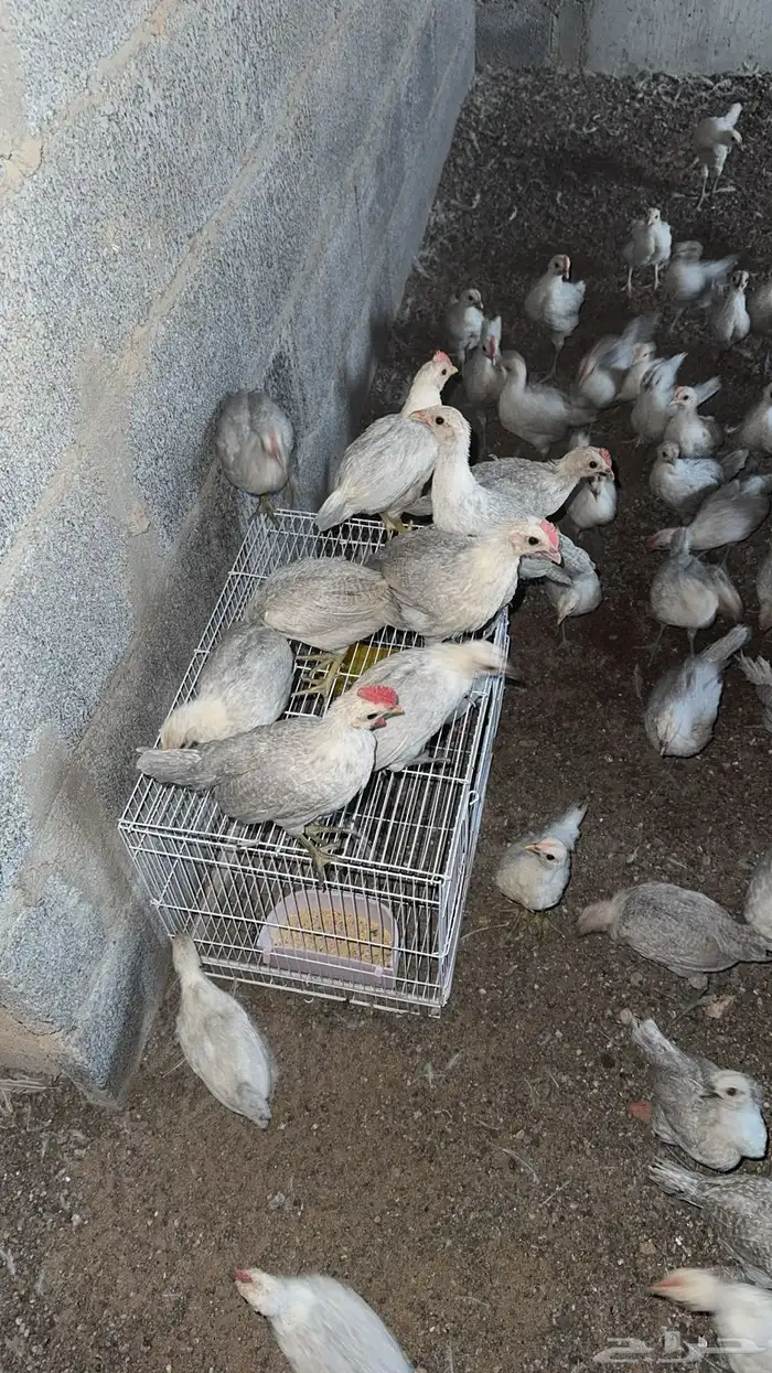 صوص دجاج فيومي 1