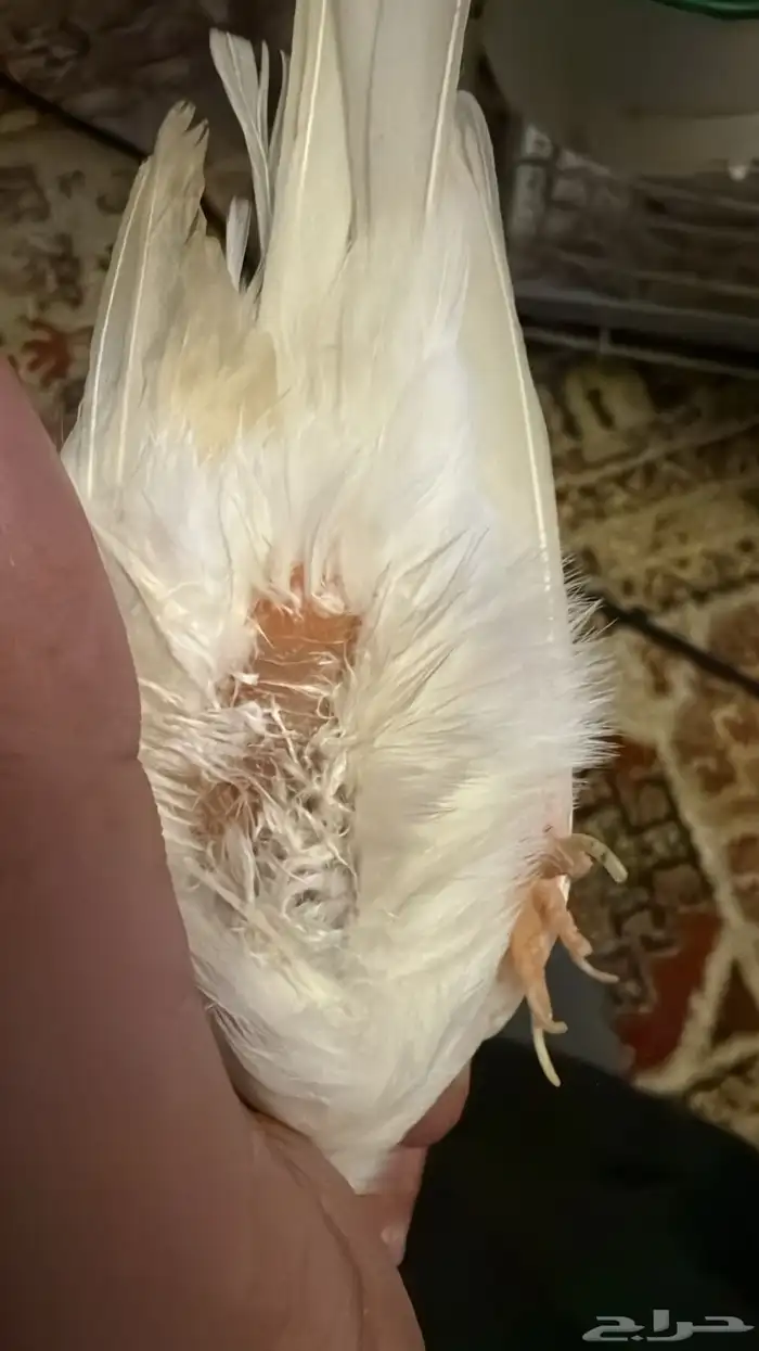 جوز كناري 3
