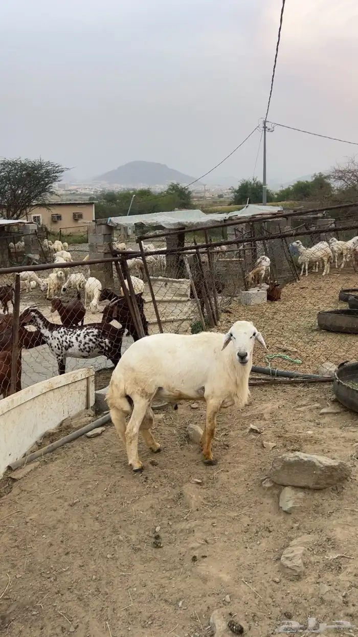 خروف فحل شرط 1