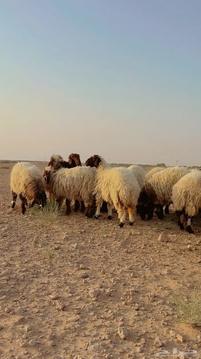 جذعات نعيم 3