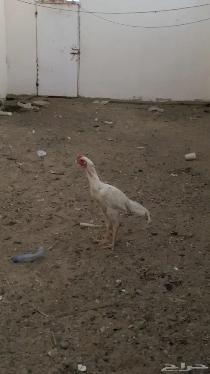 ديك بكستاني 0