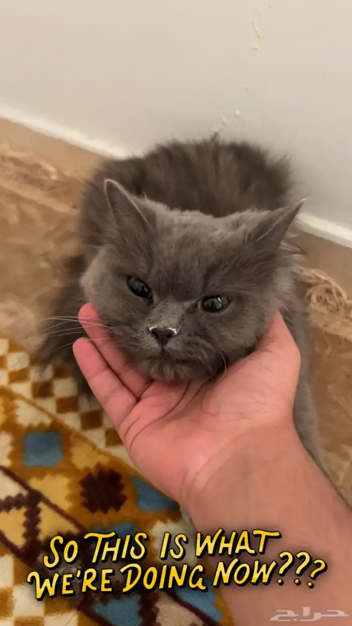 قطة لتبني عمرها سنتين 0