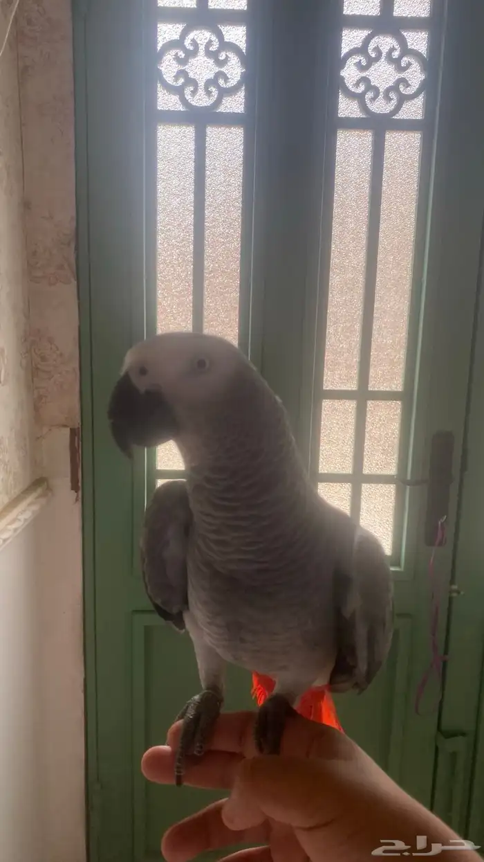 ببغاء كاسكو متكلم 0
